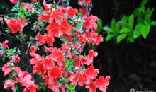 雨中的快乐_650字