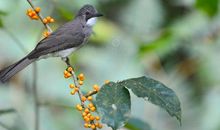 鸟儿歌唱家_500字