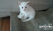 [PK赛]关于动物的作文：奶奶家的波斯猫_550字