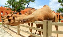 [PK赛]关于动物的作文：我爱家乡的骆驼_550字