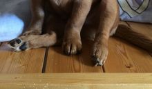 [PK赛]关于动物的作文：可爱的小狗——小宝_600字