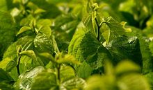 春天的礼物_500字