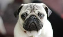 可爱的小八哥_650字