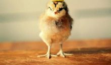 可爱的雏鸡_500字