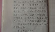 六年级状物作文：长春花_500字