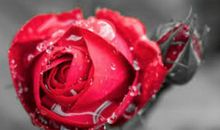 那一朵娇艳欲滴的玫瑰_500字