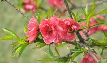 春天的消息_900字