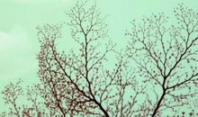 [春天来了]倾听春雨的声音_800字