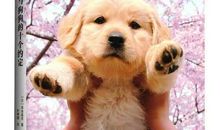 《与狗狗的十个约定》读后感_1200字