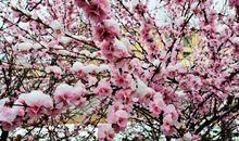 [春天来了]梦幻仙境——乡春_1200字