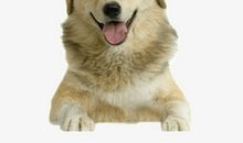 可爱的金毛狗_250字