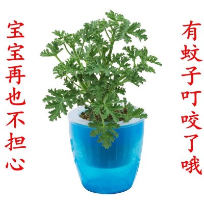 解读蚊子_600字
