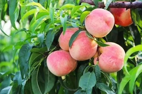 蜂蜜桃子在家乡_550字