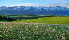 春天的草原_400字