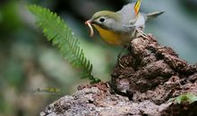 可爱的小鸟_450字