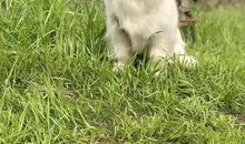 邻居家的小狗_500字