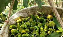 关于我的家乡的作文：广西南宁_650字