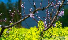 聆听家乡的声音_750字