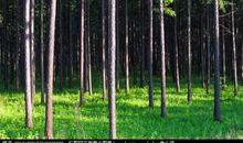 美丽的松树林_300字