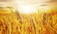 秋天里的丰收场_400字