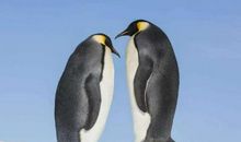 五年级观后感：《帝企鹅日记观后感》_600字