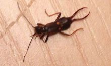 我是一条快乐的“虫”_600字