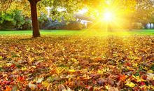 我爱你----美丽的秋天（一）_500字