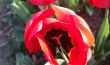 我心中的春天_800字