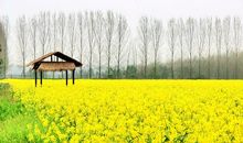 春天里的油菜花_800字