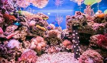 神秘的海底世界_550字