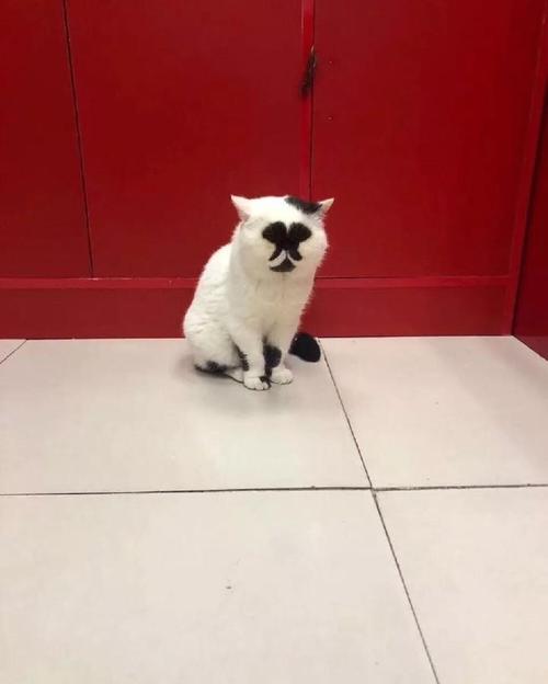丑陋的猫