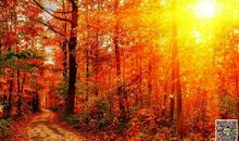 家乡有秋天_650字