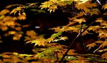 秋天我的最爱_600字