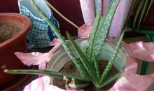 芦荟的观察日记