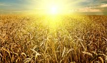 我爱唯美的秋天_650字