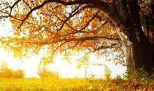 秋天，我想说_500字