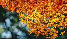 秋天是落木的季节_1000字