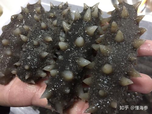 第一次吃海参