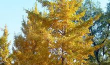 我爱秋天的银杏树_350字