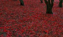 落叶是秋天最美的风景_400字