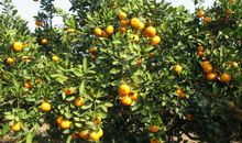 金秋的橘园_500字