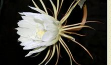 昙花的生命_900字