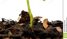 寂静的土壤中的光明_700字