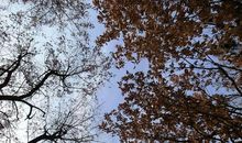 秋天香樟树_300字