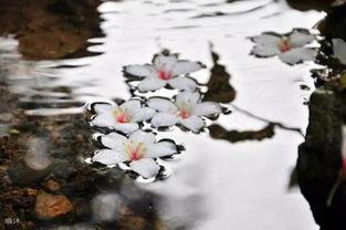 落花，流动，无情_500字