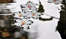 落花有意，流水无情_500字