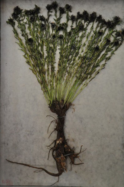 草在我的心脏根_600字