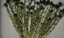 在我心中生根的草_600字