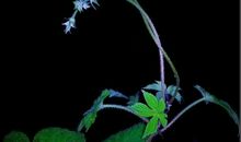 [7月渴望]我渴望第一的心_650字