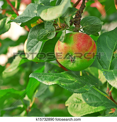 苹果树在家里_450字